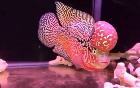 羅漢魚壽命 免費紫微斗數